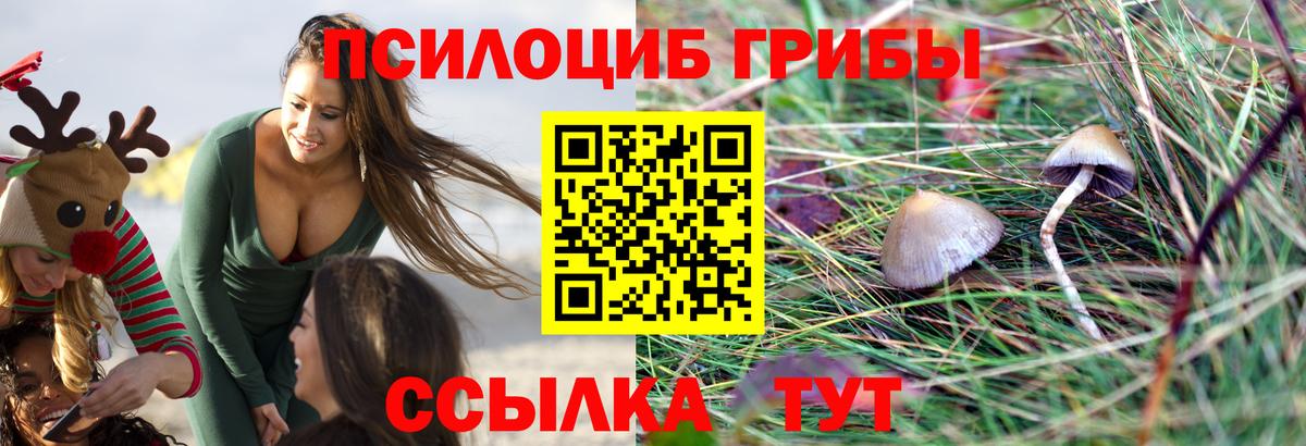 Галлюциногенные грибы GOLDEN TEACHER  Псилоцибиновые грибы Psilocybine cubensis  Екатеринбург  Вход с VPN 